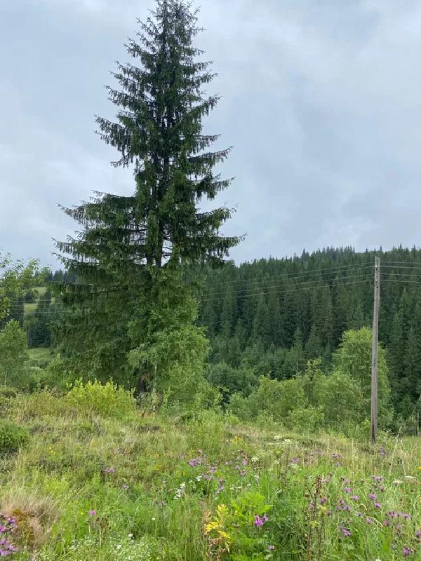  - фото нерухомості